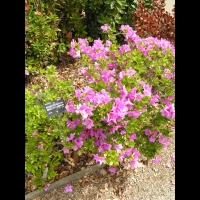 Rhododendron brachycarpum (fam. Ericacees) (Japon) (1)